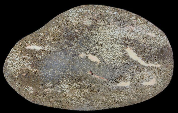 Polished Iguanodon Bone - Isle Of Wight #64599